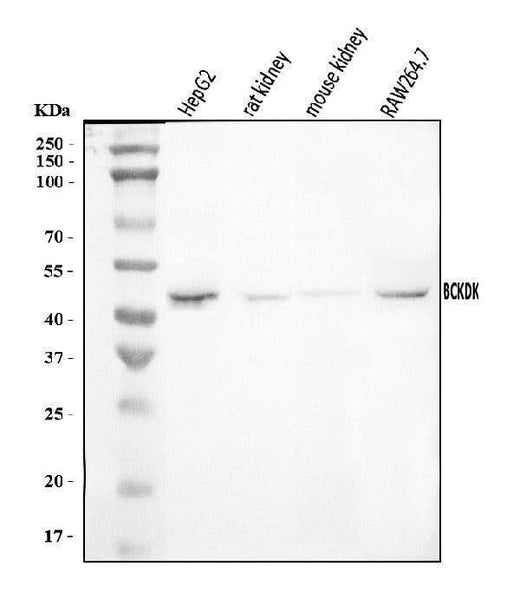 Anti-BCKDK Antibody Picoband® Boster Bio