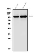 Anti-PDE6 alpha/PDE6A Antibody Picoband® Boster Bio
