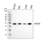Anti-ATG10 Antibody Picoband® Boster Bio