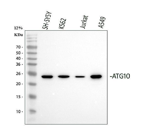 Anti-ATG10 Antibody Picoband® Boster Bio
