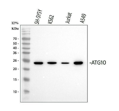 Anti-ATG10 Antibody Picoband® Boster Bio