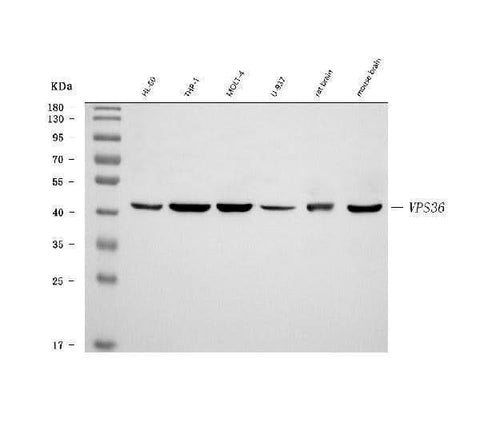 Anti-VPS36 Antibody Picoband® Boster Bio