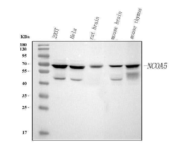 Anti-NCOA5 Antibody Picoband® Boster Bio