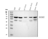 Anti-NCOA5 Antibody Picoband® Boster Bio