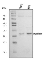 Anti-THEM4 Antibody Picoband® Boster Bio