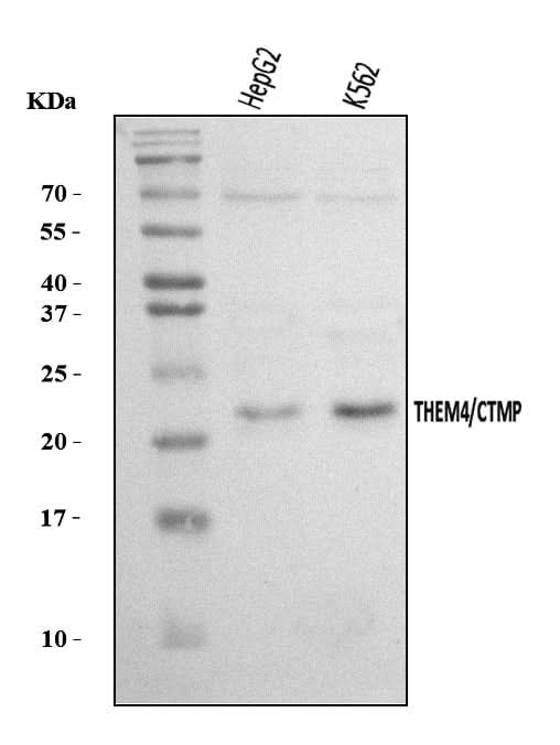 Anti-THEM4 Antibody Picoband® Boster Bio