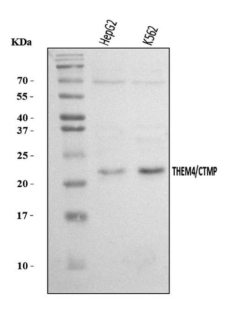 Anti-THEM4 Antibody Picoband® Boster Bio