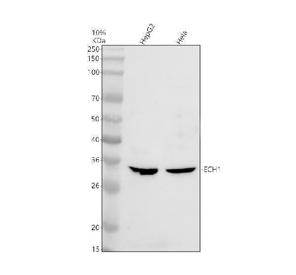Anti-EFHC1 Antibody Picoband® Boster Bio
