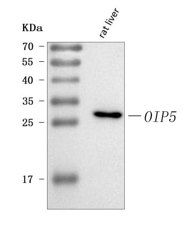 Anti-Oip5 Antibody Picoband® Boster Bio