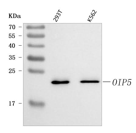 Anti-OIP5 Antibody Picoband® Boster Bio