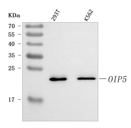 Anti-OIP5 Antibody Picoband® Boster Bio