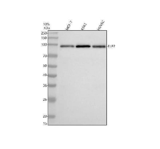 Anti-ELP2 Antibody Picoband® Boster Bio