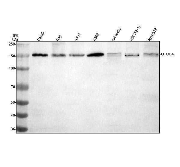 Anti-OTUD4 Antibody Picoband® Boster Bio