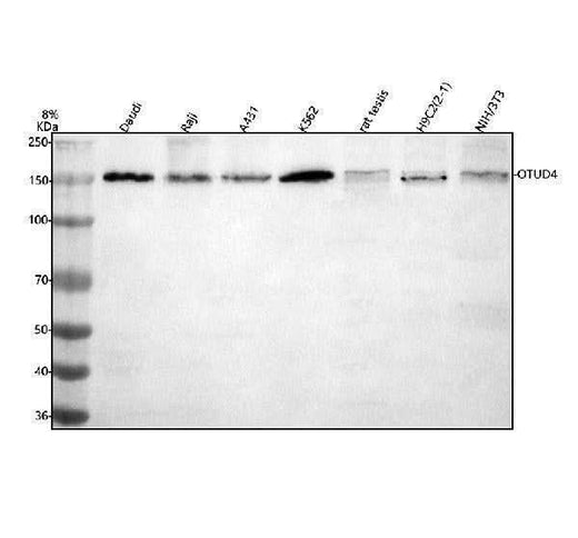 Anti-OTUD4 Antibody Picoband® Boster Bio
