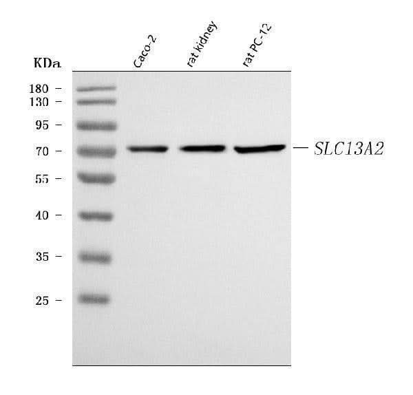 Anti-NaDC-1/SLC13A2 Antibody Picoband® Boster Bio