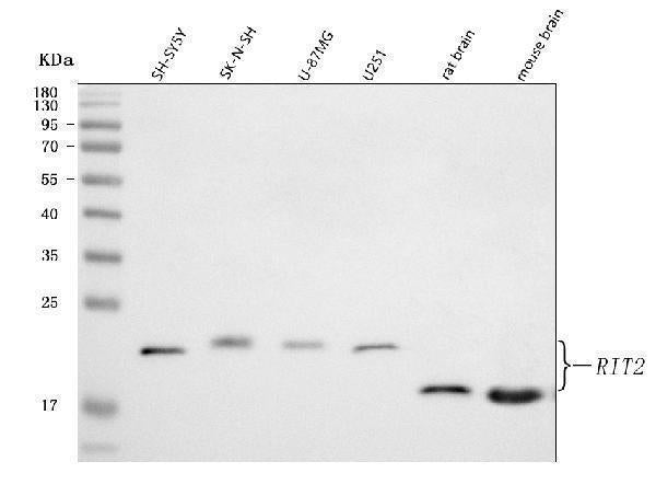 Anti-RIT2 Antibody Picoband® Boster Bio