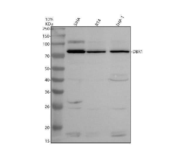 Anti-DBR1 Antibody Picoband® Boster Bio