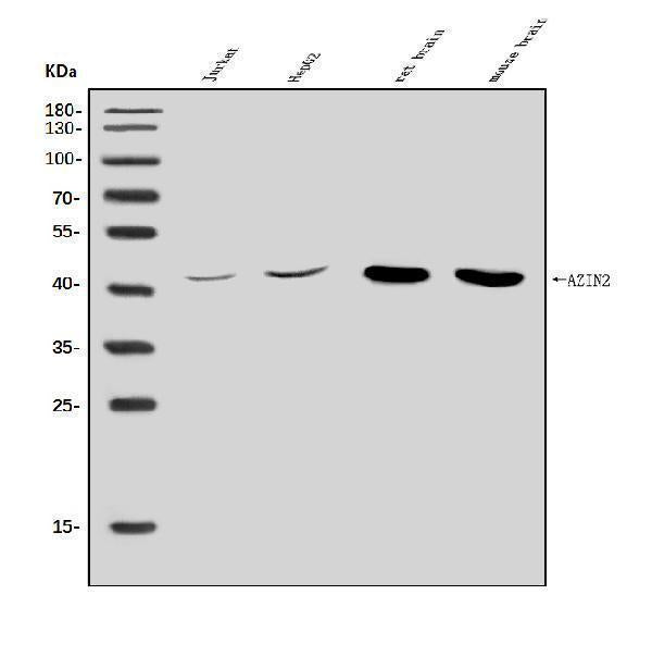 Anti-Arginine decarboxylase/AZIN2 Antibody Picoband® Boster Bio