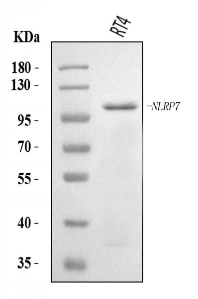 Anti-NLRP7 Antibody Picoband® Boster Bio