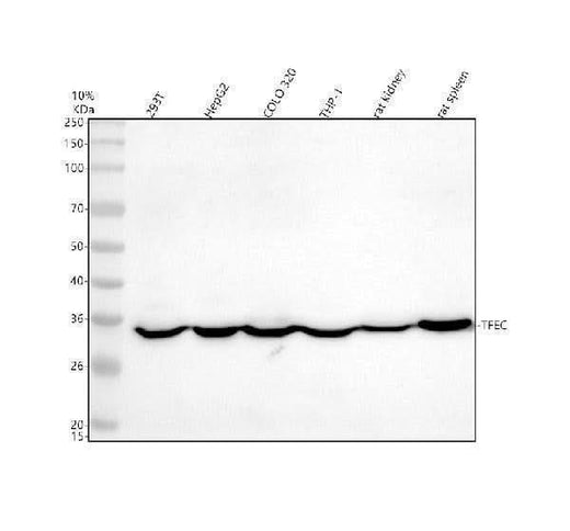 Anti-TFEC Antibody Picoband® Boster Bio