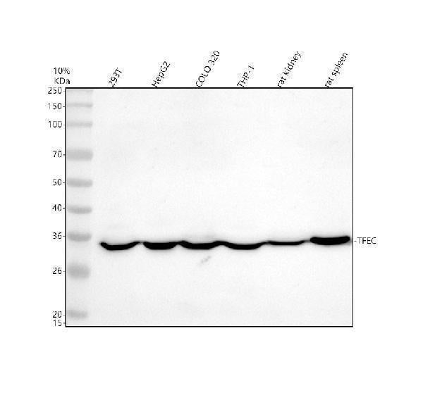 Anti-TFEC Antibody Picoband® Boster Bio