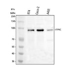 Anti-ITPKC Antibody Picoband® Boster Bio