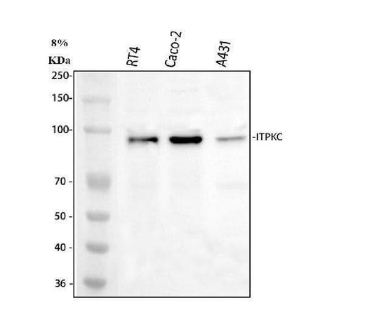 Anti-ITPKC Antibody Picoband® Boster Bio