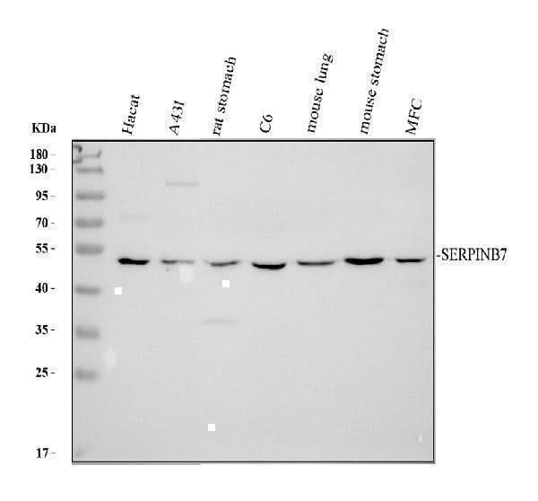 Anti-SERPINB7 Antibody Picoband® Boster Bio