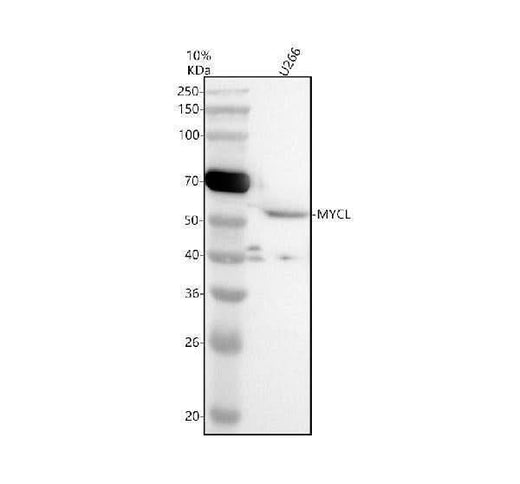 Anti-L-Myc/MYCL Antibody Picoband® Boster Bio