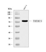 Anti-THEMIS Antibody Picoband® Boster Bio