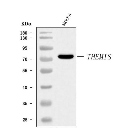 Anti-THEMIS Antibody Picoband® Boster Bio