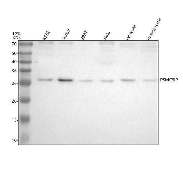 Anti-PSMC3IP Antibody Picoband® Boster Bio