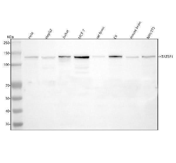 Anti-HTATSF1 Antibody Picoband® Boster Bio