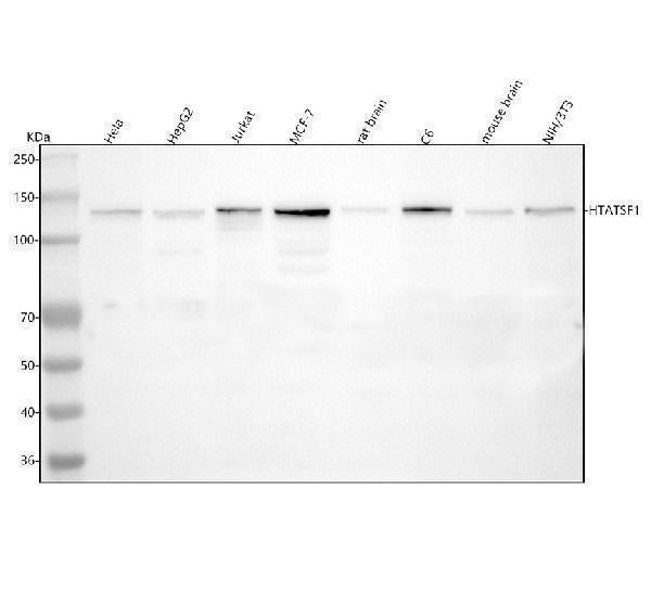 Anti-HTATSF1 Antibody Picoband® Boster Bio