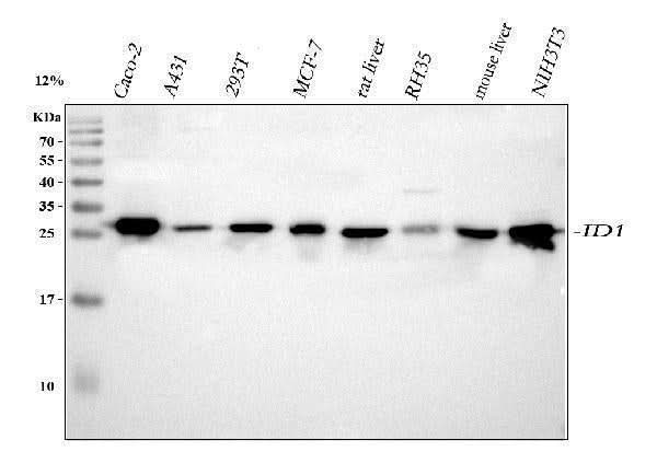 Anti-IDI1 Antibody Picoband® Boster Bio