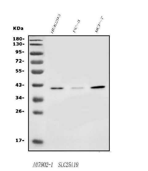 Anti-SLC25A19 Antibody Picoband® Boster Bio
