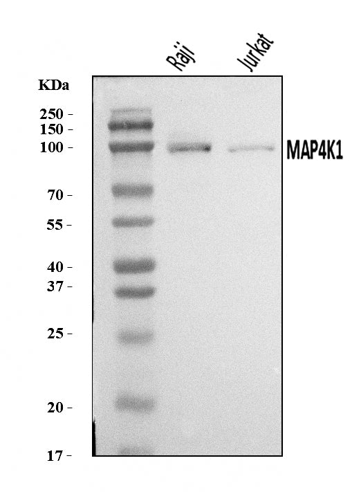 Anti-MAP4K1/HPK1 Antibody Picoband® Boster Bio