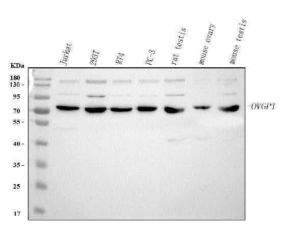 Anti-OVGP1 Antibody Picoband® Boster Bio