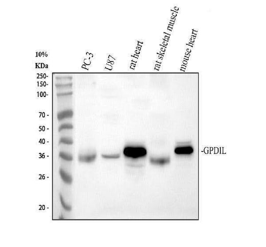 Anti-GPD1L Antibody Picoband® Boster Bio