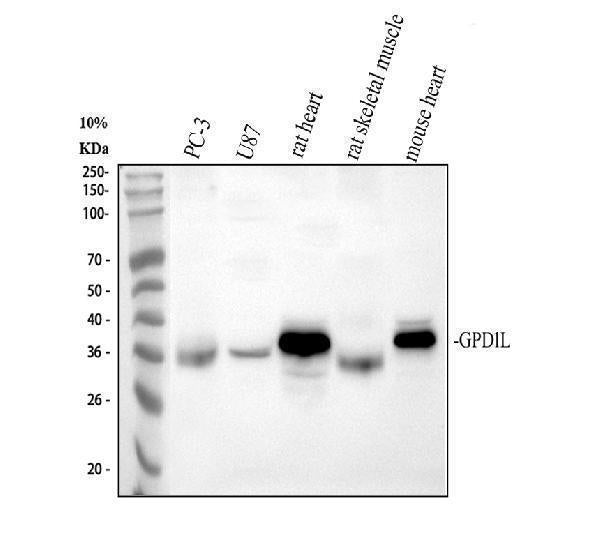 Anti-GPD1L Antibody Picoband® Boster Bio
