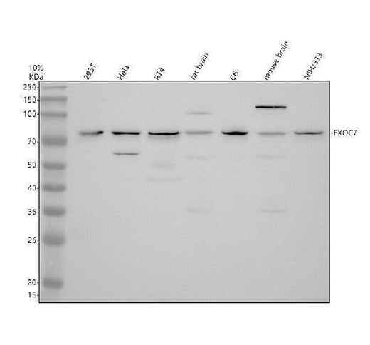 Anti-EID3 Antibody Picoband® Boster Bio