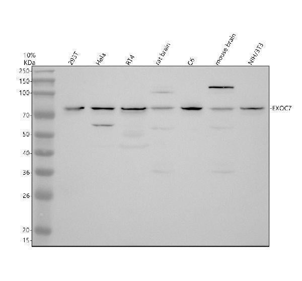 Anti-EID3 Antibody Picoband® Boster Bio