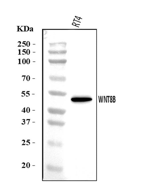Anti-WNT8B Antibody Picoband® Boster Bio
