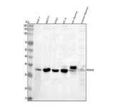 Anti-RFXANK Antibody Picoband® Boster Bio