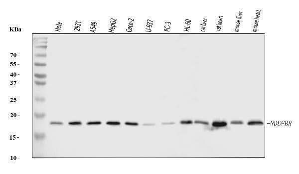 Anti-NDUFB8 Antibody Picoband® Boster Bio