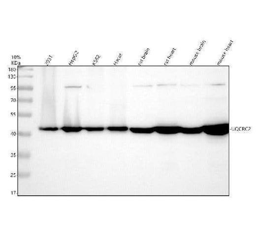 Anti-EIF2B4 Antibody Picoband® Boster Bio
