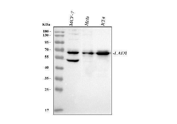 Anti-LAD1 Antibody Picoband® Boster Bio