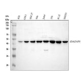 Anti-DAZAP1 Antibody Picoband® Boster Bio
