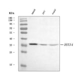 Anti-HOXA4 Antibody Picoband® Boster Bio