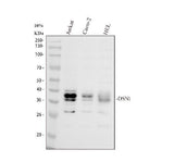 Anti-DSN1 Antibody Picoband® Boster Bio